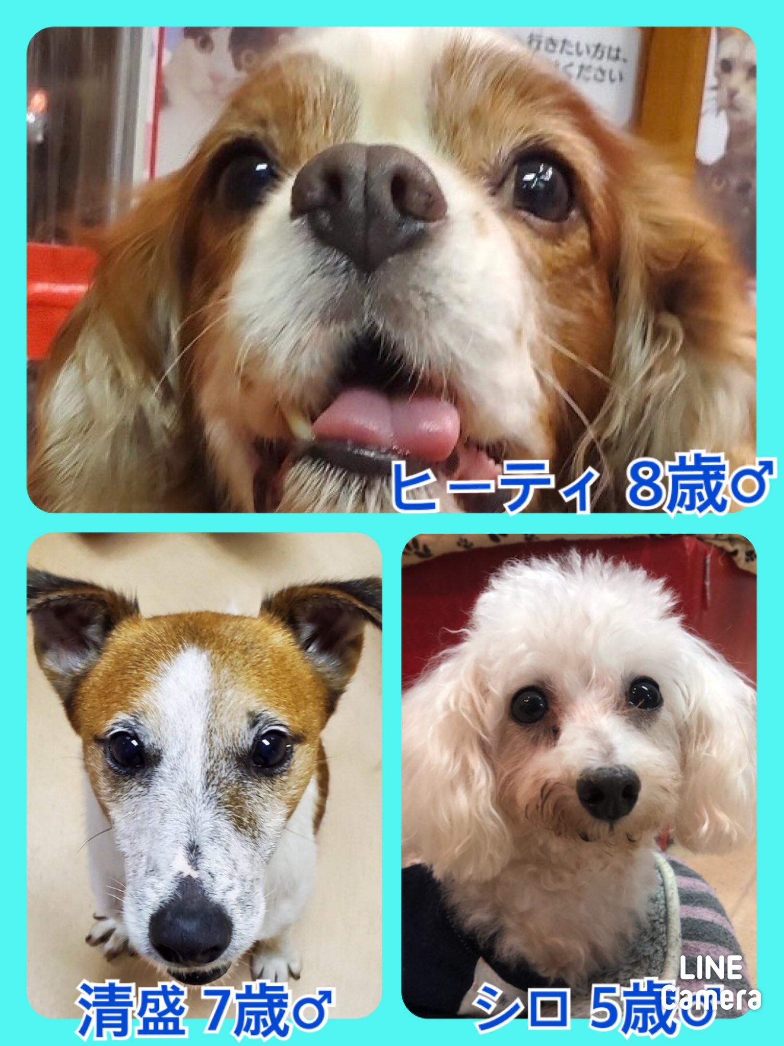 🐾今日の里親様募集中ワンコ🐶メンバーです🐾2020,11,1